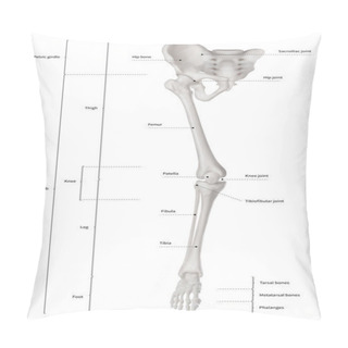 Personality  Infographic Diagram Of Human Skeleton Lower Limb Anatomy Bone System Or Leg Bone Anterior View- 3D- Human Anatomy- Medical Diagram- Educational And Human Body Concept- Isolated On White Background Pillow Covers