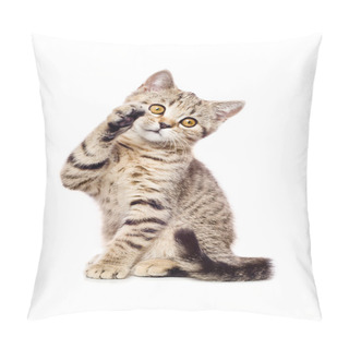 Personality  Portrait Of A Playful Kitten Scottish Straight Pillow Covers