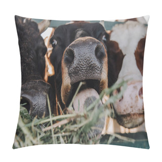 Personality  Close Up View Of Domestic Beautiful Cows Eating Hay In Barn At Farm Pillow Covers