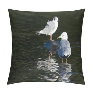 Personality  Lake Of The Woods, Ontario, Canada. Two Ring-Billed Gulls Standing In The Water Pillow Covers