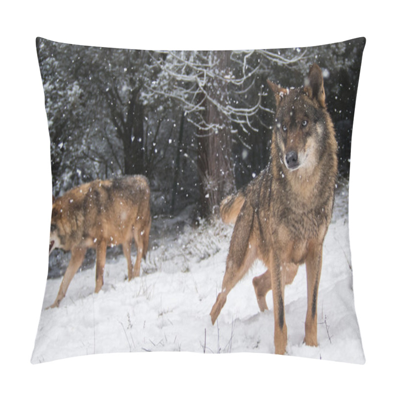 Personality  Couple of Iberian wolves with blue eyes in the snow pillow covers