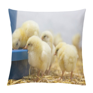 Personality  Broiler Chickens That Have Recently Hatched And Are Standing Near The Feeder. Growing Broilers At Home. Selective Focus. Pillow Covers