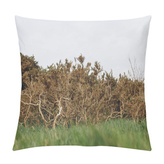 Personality  Exotic Trees On Green Meadow At Etretat, France On Cloudy Day Pillow Covers