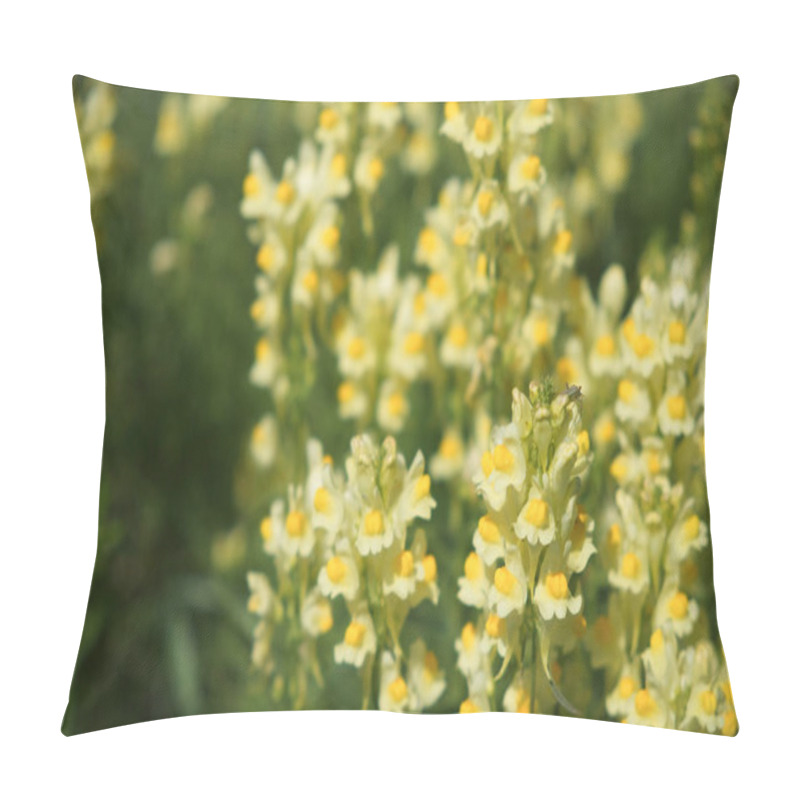 Personality  Flaxseed Or Wild Snapdragon (Linaria Vulgaris) Is A Medicinal Herb. Wildflowers Inflorescence. Pillow Covers