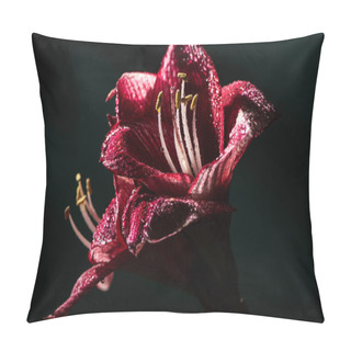 Personality  Red Lily Flowers With Water Drops Isolated On Black Pillow Covers