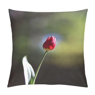 Personality  Photo Of A Radiant Green Spring Background Of Tulip. Low Depth Of Field Pillow Covers
