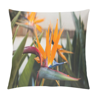 Personality  Beautiful Strelitzia Flowers Infront Of White Wall Pillow Covers
