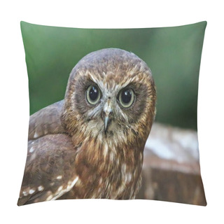 Personality  Boobook Owl Looking Straight Ahead Pillow Covers