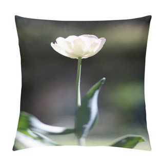 Personality  Radiant Green Spring Background Of A Whte Tulip On Bokeh Bqackground For A Concept Pillow Covers