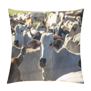 Personality  A Group Of Cattle In Confinement In Brazil Pillow Covers