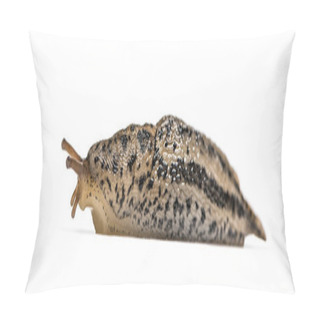 Personality  Limax Maximus, Literally, 'biggest Slug', Known By The Common Names Great Grey Slug And Leopard Slug, In Front Of White Background Pillow Covers