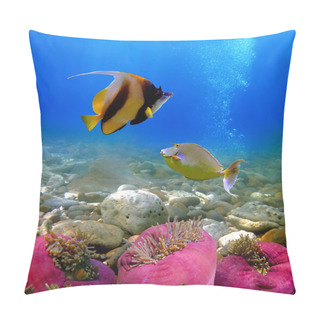Personality  Exotic Fishes Pillow Covers