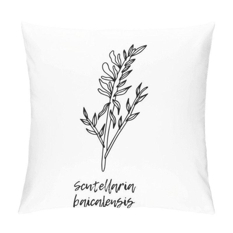 Personality  Scutellaria baicalensis. Herbal illustration. A medicinal plant. Ayurvedic herbs, medicines. Ayurveda. Natural herbs. The style of doodles. Medicines for health from plants. pillow covers
