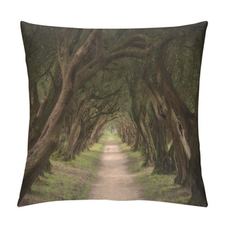 Personality  Olive Trees Tunnel In Spain Pillow Covers