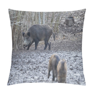 Personality  Wild Hogs Rooting In The Mud In The Evening Pillow Covers