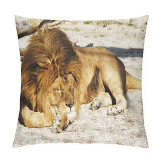 Personality  African Lion Pillow Covers