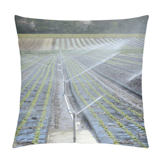 Personality  Market Gardening. Automatic System For Irrigation Of Salads Because Of A Water Deficit. Normandy, France, April 2020 Pillow Covers
