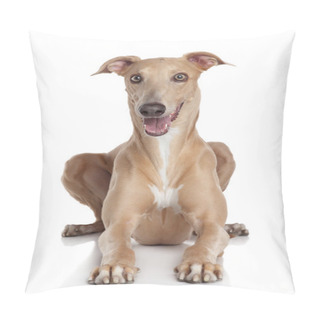 Personality  Greyhound Dog On White Background Pillow Covers