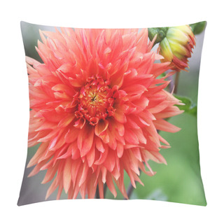 Personality  Dahlias In The Flowerbed. Fine Sunny Day Pillow Covers