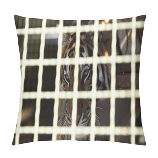 Personality  Dangerous Tiger Looking Away In Cage With Blurred Foreground  Pillow Covers