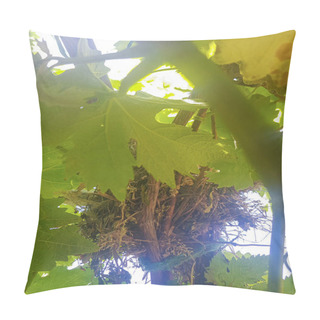 Personality  Bird Nest In A Branch Of A Vine Tree. The Nest Is Made Of Twigs And Leaves, And It Is Surrounded By Lush Green Vines. The Photo Was Taken In The Spring Pillow Covers