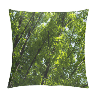 Personality  Green Foliage On Tree Branches At Summertime Pillow Covers