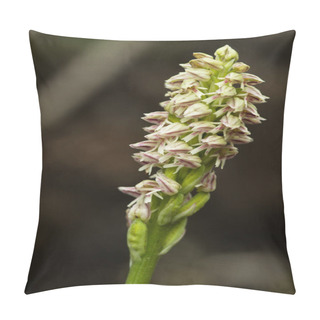 Personality  Dense Flowered Orchid Inflorescense - Neotinea Maculata Pillow Covers
