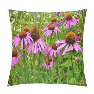 Personality  Echinacea Purpurea Maxima In A Garden Pillow Covers