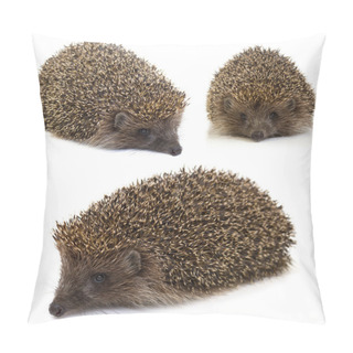Personality  Hedgehog. Collage Pillow Covers