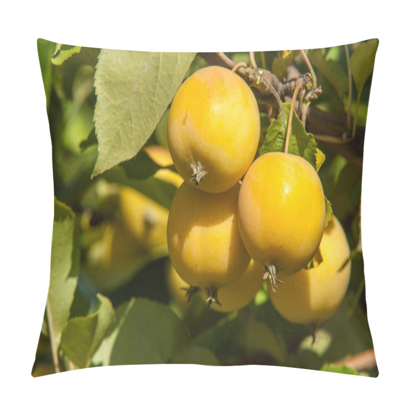 Personality  Crabapple And Wild Apple. Malus  Is A Genus Of About Species Of Small Deciduous Apple Trees Or Shrubs In The Family Rosaceae Pillow Covers