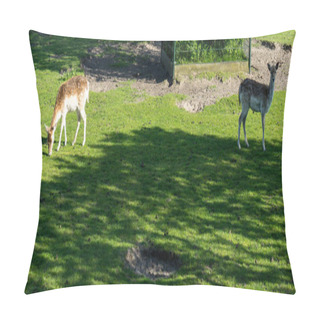 Personality  Netherlands,Lisse,Europe, A Deer Standing On A Lush Green Field Pillow Covers