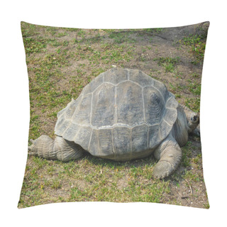 Personality  Austria, Vienna, Europe, A Close Up Of A Turtle On Grass Pillow Covers