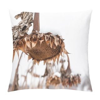 Personality  Withered Sunflowers Without Seeds In Winter On The White Sky Background. Pillow Covers