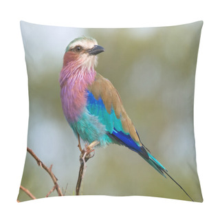 Personality  Lilac-breasted Roller Pillow Covers
