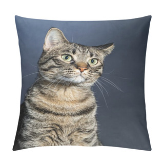 Personality  Curious Cat Studio Pet Portrait Pillow Covers