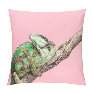 Personality  Beautiful Bright Green Chameleon Sitting On Tree Branch Isolated On Pink Pillow Covers