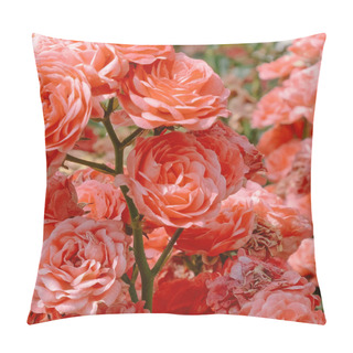 Personality  Bloom Roses Outdoors. Plant Lover Concept Art. Flowers Backgroun Pillow Covers
