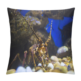 Personality  Rock Lobster In An Aquarium Pillow Covers