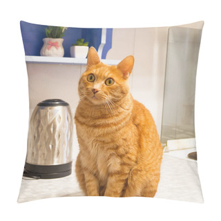 Personality  Red Cat With Green Eyes Sitting On The Kitchen Table. Pillow Covers