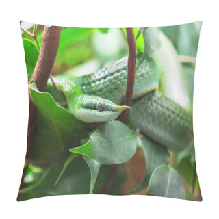Personality  Green Rhinoceros Ratsnake Pillow Covers