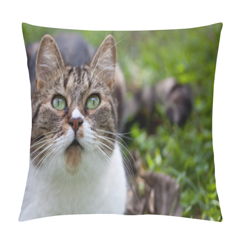 Personality  stray cat outdoor pillow covers