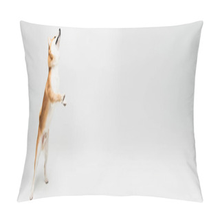 Personality  Shiba Inu Dog Standing On Hind Legs And Looking Up On Grey Background With Copy Space, Banner Pillow Covers