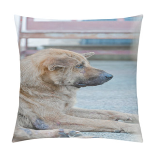 Personality  Stray Dog Look Ahead Pillow Covers