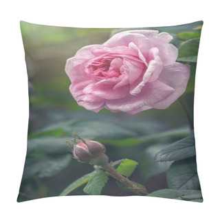 Personality  Delicate Flower Of A Summer English Tea Rose In The Garden Pillow Covers