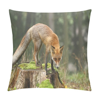 Personality  Fox On Stump Pillow Covers