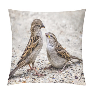 Personality  Yellow-Beak Youngling Sparrow And Its Parent Interacting Eye To Eye Pillow Covers