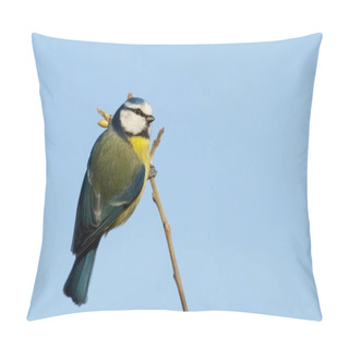 Personality  Eurasian Blue Tit Perching On A Tree Branch Against Blue Sky. Pillow Covers