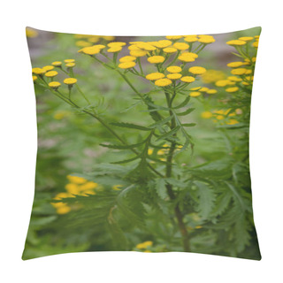 Personality  Yellow Flower Of Tanacetum Vulgare In Natural Background. Medicinal Plants In The Garden Pillow Covers