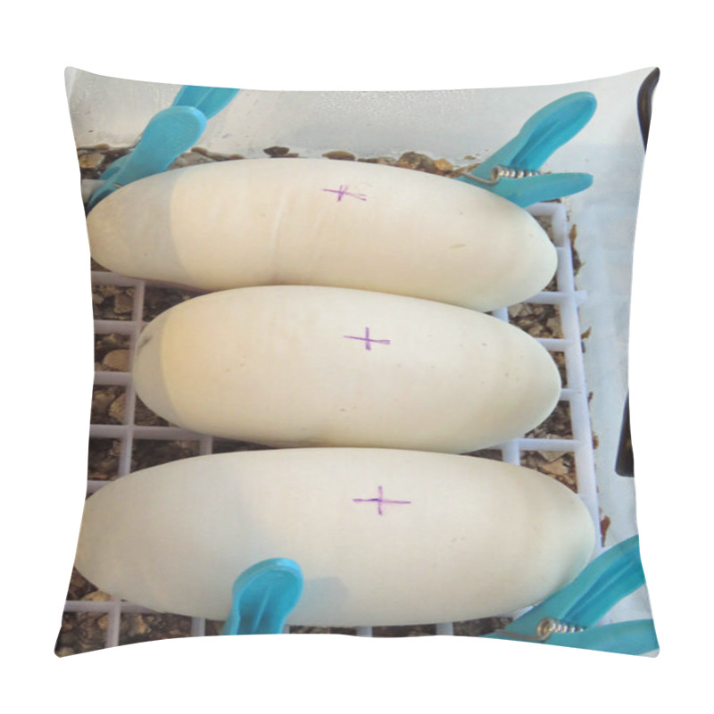 Personality  Healthy Python Eggs Pillow Covers