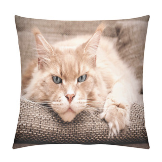 Personality  Maine Coon Cat, Grey Eyes, Portrait. Concept: Waiting For You, Miss You Pillow Covers